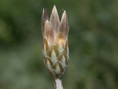Xeranthemum cylindraceum,
Perpetuini piccoli,
Scoparella