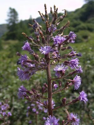 Lactuca alpina,
Alpen-Milchlattich,
Cicerbita violetta,
mountain sow thistle,
tall blue-lettuce