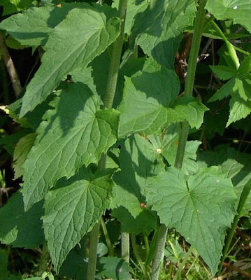 Dark Rampion