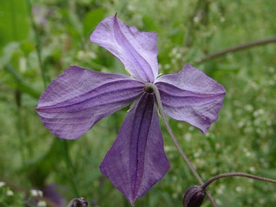 Clematis viticella L.