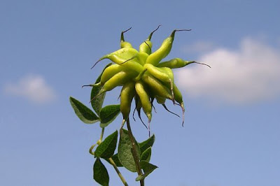 Clematis viticella L.