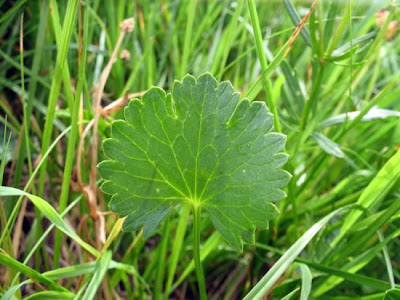 Goldilocks Buttercup Goldilocks Buttercup