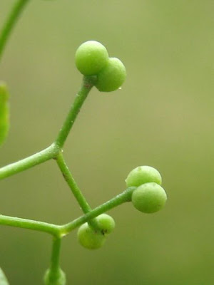 Caglio delle paludi Caglio delle paludi