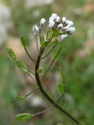 Draba muralis,
Draba murale,
Wall Whitlowgrass