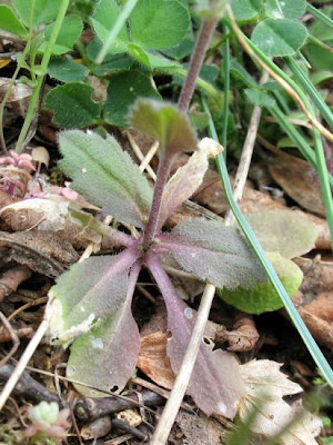 Draba muralis,
Draba murale,
Wall Whitlowgrass