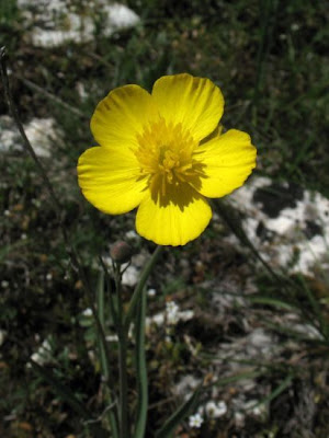 Grass Leaved Buttercup