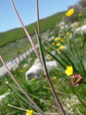 Grass Leaved Buttercup