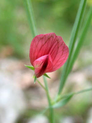 Cicerchia capillare Cicerchia capillare