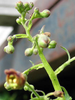 Italian Figwort