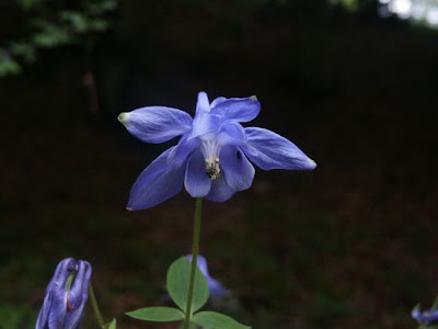 Aquilegia vulgaris L.