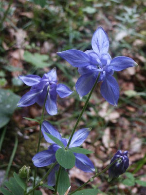 Aquilegia vulgaris L.