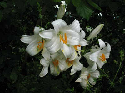 A�ucena-branca