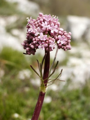 Valeriana tuberosa,
Valerian,
Valeriana tuberosa