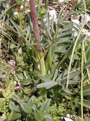 Valeriana tuberosa,
Valerian,
Valeriana tuberosa