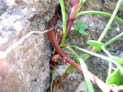 French sorrel