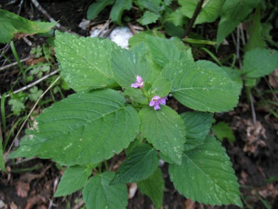 Galeopsis tetrahit,
bristlestem hempnettle,
brittle-stem hemp-nettle,
brittlestem hempnettle,
Canapa selvatica,
Canapetta comune,
common hemp-nettle,
galeopse,
gale&oacute;pse-comum,
Gemeiner Hohlzahn,
Hemp Nettle,
hemp-nettle