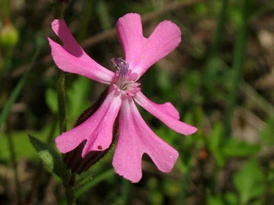 Drooping catchfly Drooping catchfly