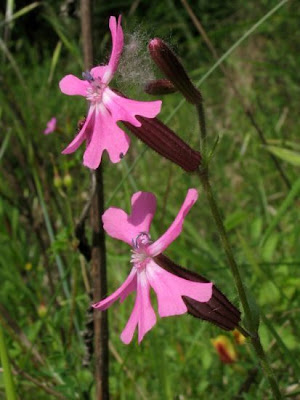 Drooping catchfly Drooping catchfly