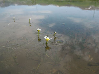 Ranunculus circinatus,
,
buttercup,
Fan Leaved Water Crowfoot,
Ranuncolo circinnato