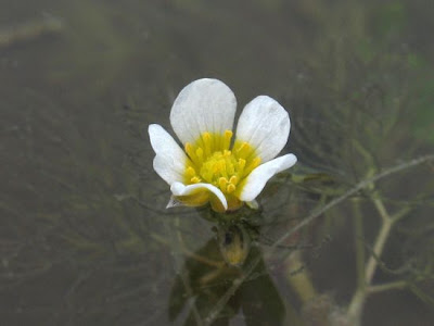 Ranunculus circinatus,
,
buttercup,
Fan Leaved Water Crowfoot,
Ranuncolo circinnato