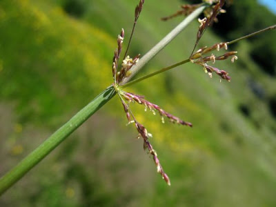 Water whorlgrass