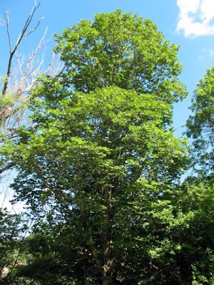 Acer opalus