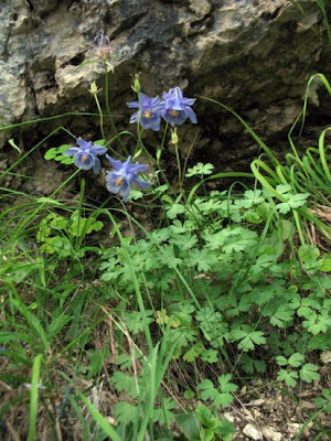 Aquilegia magellensis F. Conti & Soldano