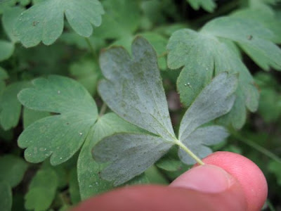 Aquilegia magellensis F. Conti & Soldano