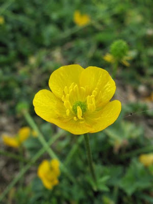 Ranunculus apenninus,
Ranuncolo di Appennino