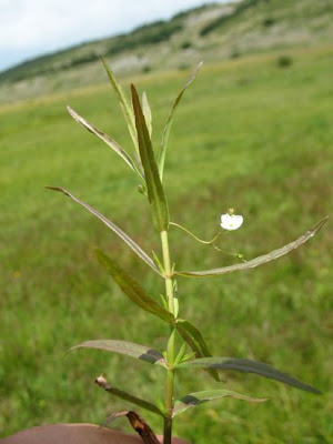 Grassleaf speedwell Grassleaf speedwell
