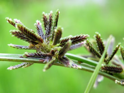 Cyperus fuscus L.