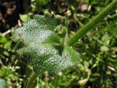 Arabetta primaverile Arabetta primaverile