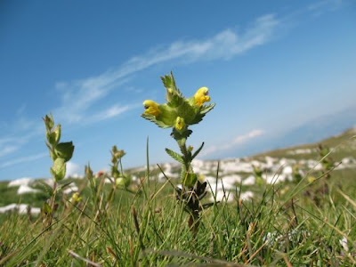 Apennine Rattle Apennine Rattle