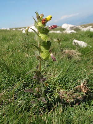 Apennine Rattle Apennine Rattle