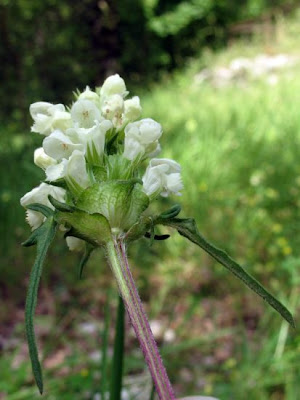 Prunella laciniata (L.) L.