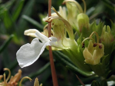 Teucrium montanum L.