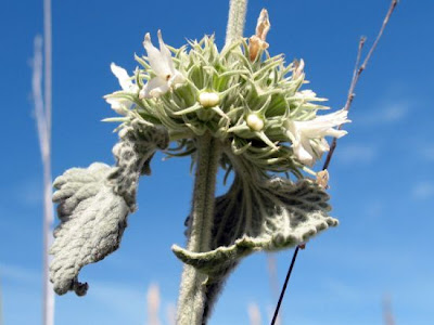 Marrubium incanum Desr.
