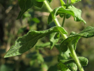 Incensaria comune