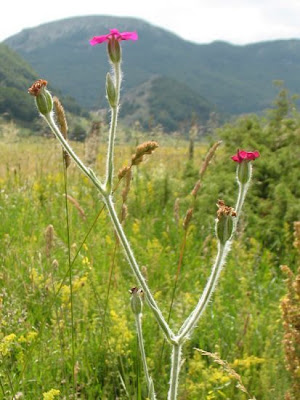 Crotonella coronaria Crotonella coronaria