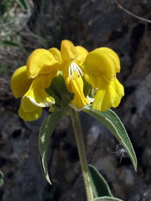 Phlomis fruticosa L.