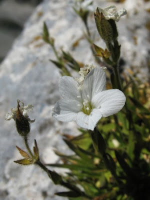 Appenean Sandwort