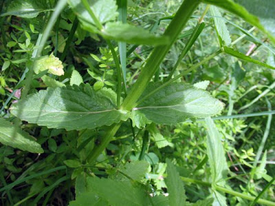 Gattaia glabra