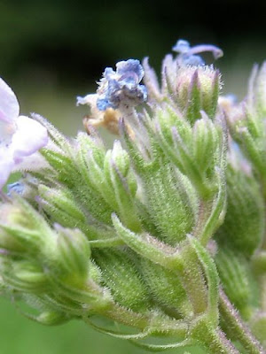 Gattaia glabra