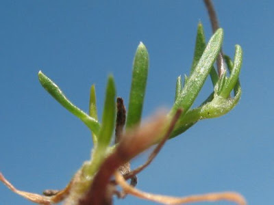Sagina glabra,
Sagina glabra
