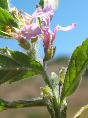Teucrium scordium L.