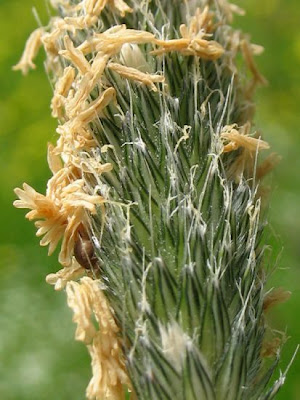 Golden foxtail grass