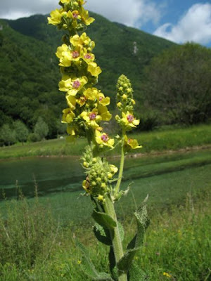 Verbasco a foglie lunghe