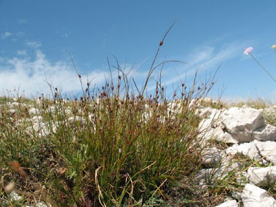 Giunco delle creste Giunco delle creste
