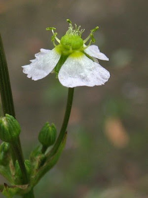 Alisma plantago-aquatica L.