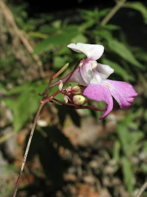 Impatiens balfourii,
Balfour's touch-me-not,
Balsamina di Balfour,
Kashmir Balsam